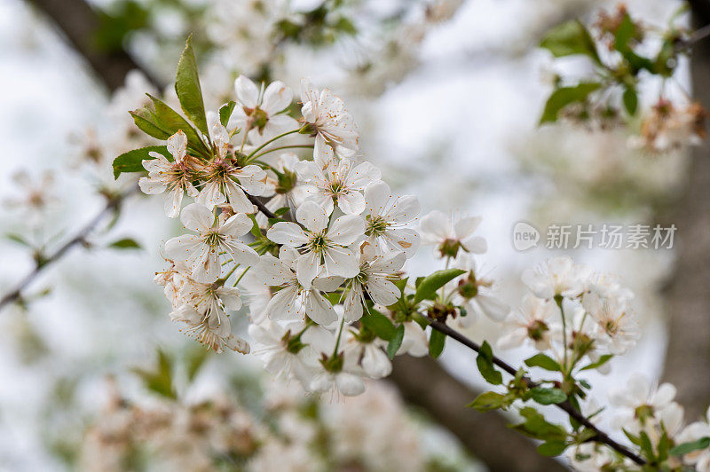 酸樱桃(Prunus cerasus)树在花园里开花